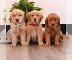Small #2 Golden Retriever