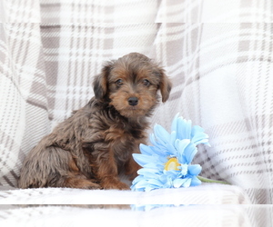 YorkiePoo Puppy for sale in SHILOH, OH, USA