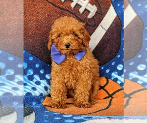 Poodle (Toy) Puppy for sale in PEACH BOTTOM, PA, USA