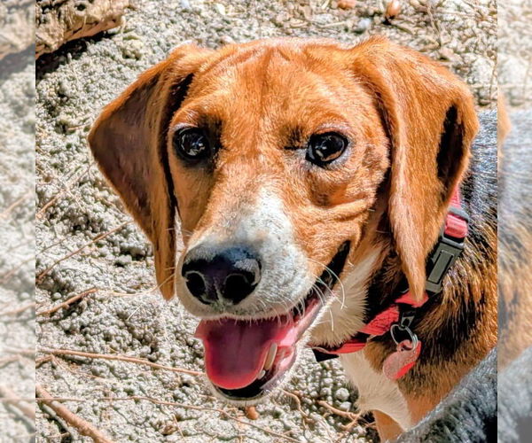 Medium Photo #4 Beagle-Unknown Mix Puppy For Sale in Dunnellon, FL, USA