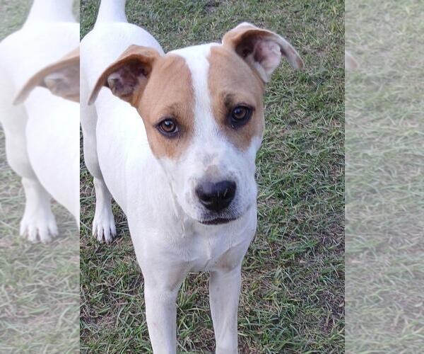 Medium Photo #1 Mutt Puppy For Sale in Eastman, GA, USA