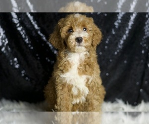 Goldendoodle (Miniature) Puppy for sale in WARSAW, IN, USA
