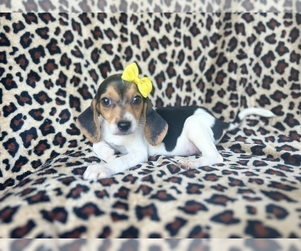 Medium Photo #4 Beagle Puppy For Sale in LAKELAND, FL, USA