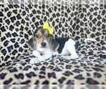 Small #3 Beagle