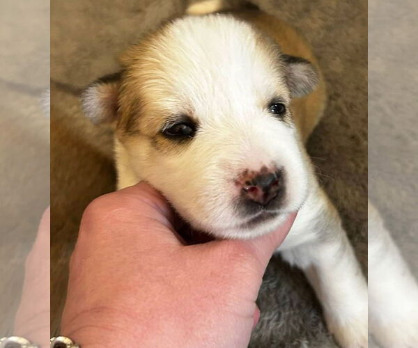 Medium Photo #2 Siberian Husky Puppy For Sale in Matawan, NJ, USA