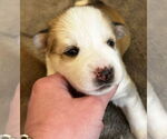 Small #1 Siberian Husky