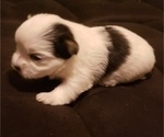 Small Photo #5 Morkie Puppy For Sale in ATLANTA, GA, USA