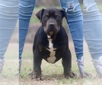 Puppy Puppy 1 American Bully