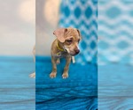 Small Photo #2 Chihuahua-Unknown Mix Puppy For Sale in Oakhurst, NJ, USA
