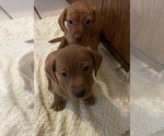 Dachshund - Male Dachshund Puppy for Sale - Small photo