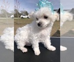 Small Photo #2 Maltese Puppy For Sale in HARVEST, AL, USA