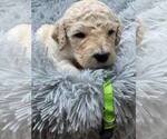Small Photo #8 Labradoodle Puppy For Sale in PIERSON, FL, USA