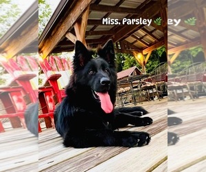 Mother of the German Shepherd Dog puppies born on 05/21/2025