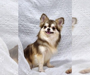 Chihuahua Puppy for sale in Bang Bua Thong, Nonthaburi, Thailand