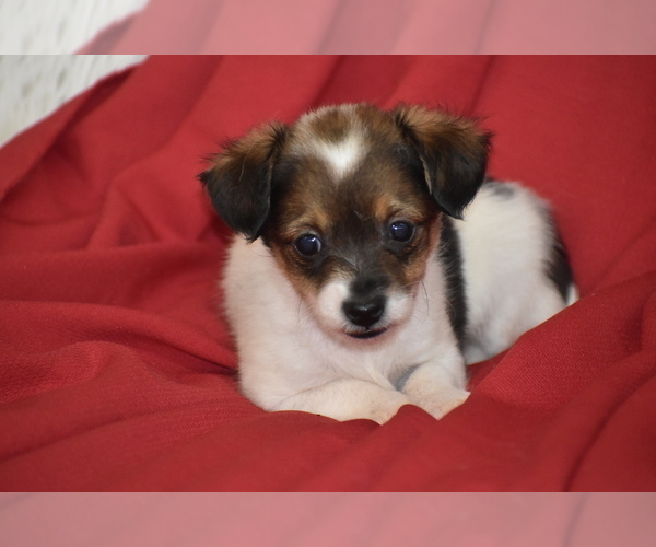 Medium Photo #4 Yorkipoo Puppy For Sale in ELDORADO, OH, USA