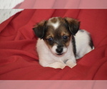 Texas - Male Yorkipoo Puppy for Sale - Photo #4