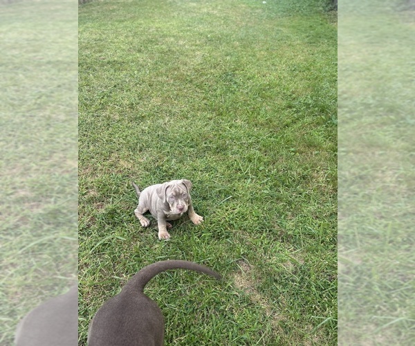 Medium Photo #1 American Bully Puppy For Sale in GLASSPORT, PA, USA