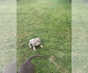 American Bully Puppy for sale in GLASSPORT, PA, USA