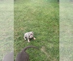 Small American Bully