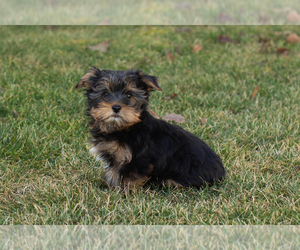 Medium Yorkshire Terrier