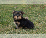 Small Yorkshire Terrier