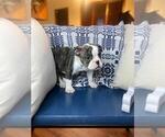 Small Photo #2 Olde English Bulldogge Puppy For Sale in INDIANAPOLIS, IN, USA