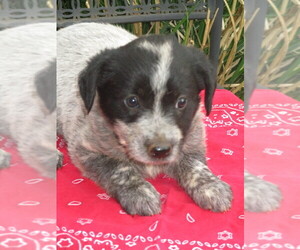 Labradoodle-Unknown Mix Puppy for sale in RUTHERFORDTON, NC, USA
