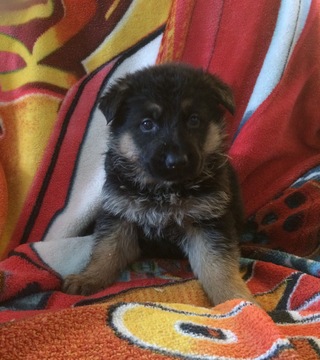 Medium Photo #1 German Shepherd Dog Puppy For Sale in FOREST JUNCTION, WI, USA