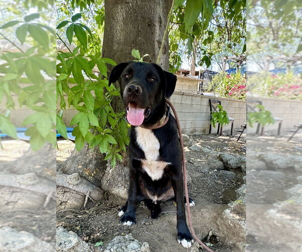 Medium Photo #10 Labrador Retriever-Unknown Mix Puppy For Sale in Dana Point, CA, USA