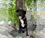 Small #9 Labrador Retriever Mix