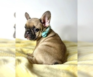 French Bulldog Puppy for sale in OJAI, CA, USA