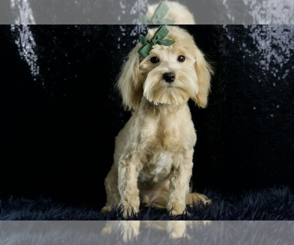 Medium Photo #70 Maltipoo Puppy For Sale in WARSAW, IN, USA