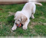 Small Photo #5 Miniature Labradoodle Puppy For Sale in STEVENS, PA, USA