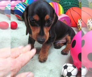 Dachshund Puppy for sale in RATTAN, OK, USA