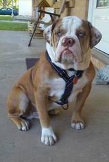 Olde English Bulldogge Puppy for sale in DERBY, KS, USA