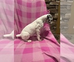 Small #1 Dalmatian