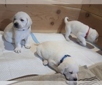 Small Photo #22 Labrador Retriever Puppy For Sale in LOGAN, UT, USA