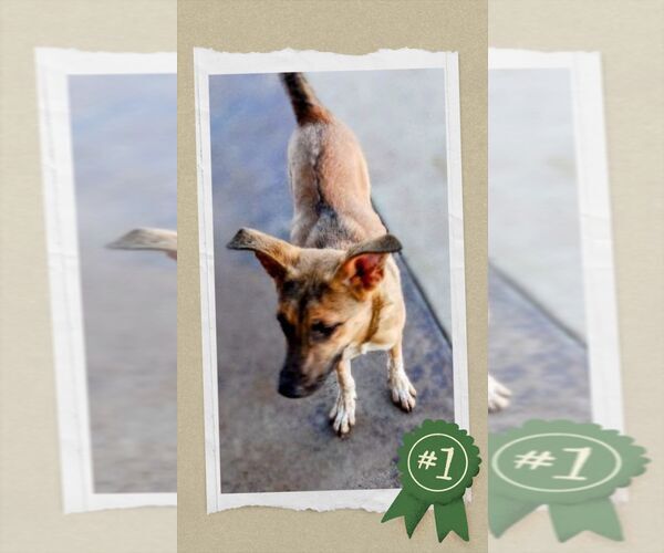 Medium Photo #6 German Shepherd Dog-Unknown Mix Puppy For Sale in columbia, SC, USA