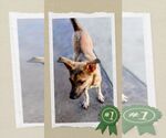 Small #5 German Shepherd Dog Mix
