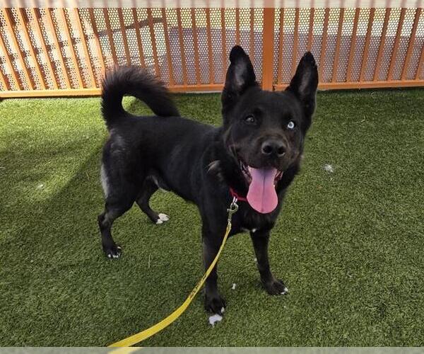 Medium Photo #1 Akita-American Pit Bull Terrier Mix Puppy For Sale in Las Vegas, NV, USA