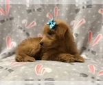 Small Photo #13 Aussiedoodle Puppy For Sale in LAKELAND, FL, USA