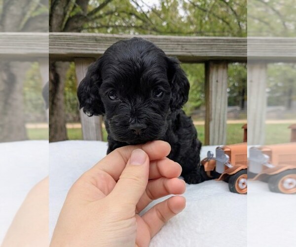Medium Photo #4 Cock-A-Poo Puppy For Sale in SALEM, MO, USA