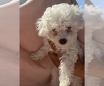 Puppy 3 Poodle (Miniature)