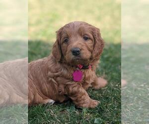 Golden Retriever-Goldendoodle Mix Puppy for sale in MILLERSBURG, OH, USA