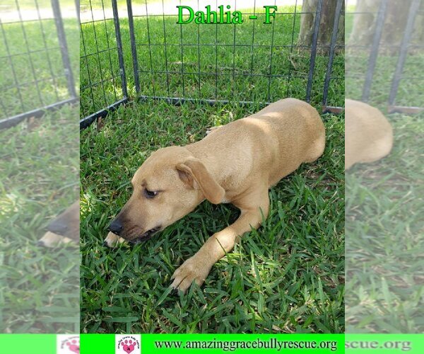 Medium Photo #11 Australian Shepherd-Beagle Mix Puppy For Sale in Pensacola, FL, USA