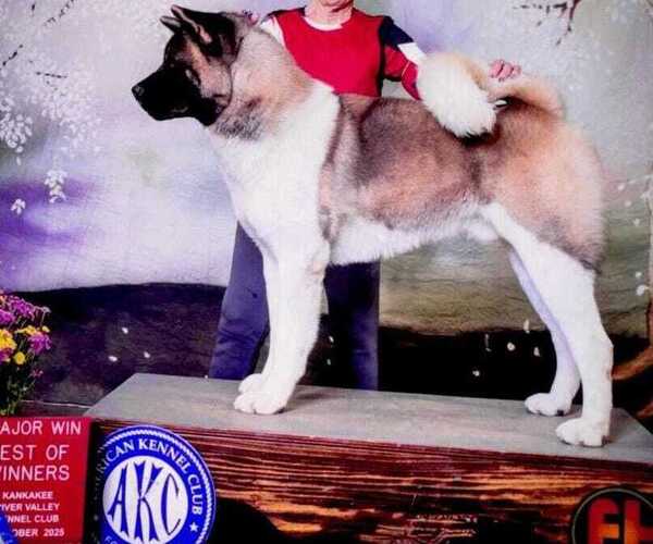 Medium Photo #1 Akita Puppy For Sale in COLUMBUS, OH, USA