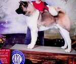 Small Photo #1 Akita Puppy For Sale in COLUMBUS, OH, USA