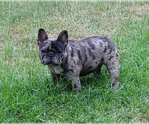 Mother of the French Bulldog puppies born on 10/21/2022