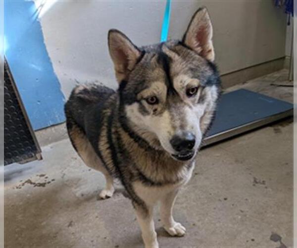 Medium Photo #1 Siberian Husky-Unknown Mix Puppy For Sale in Camarillo, CA, USA