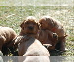 Small Photo #4 Golden Irish Puppy For Sale in WAYLAND, MI, USA